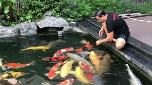 Chia sẻ kinh nghiệm nuôi cá koi lên màu đẹp.